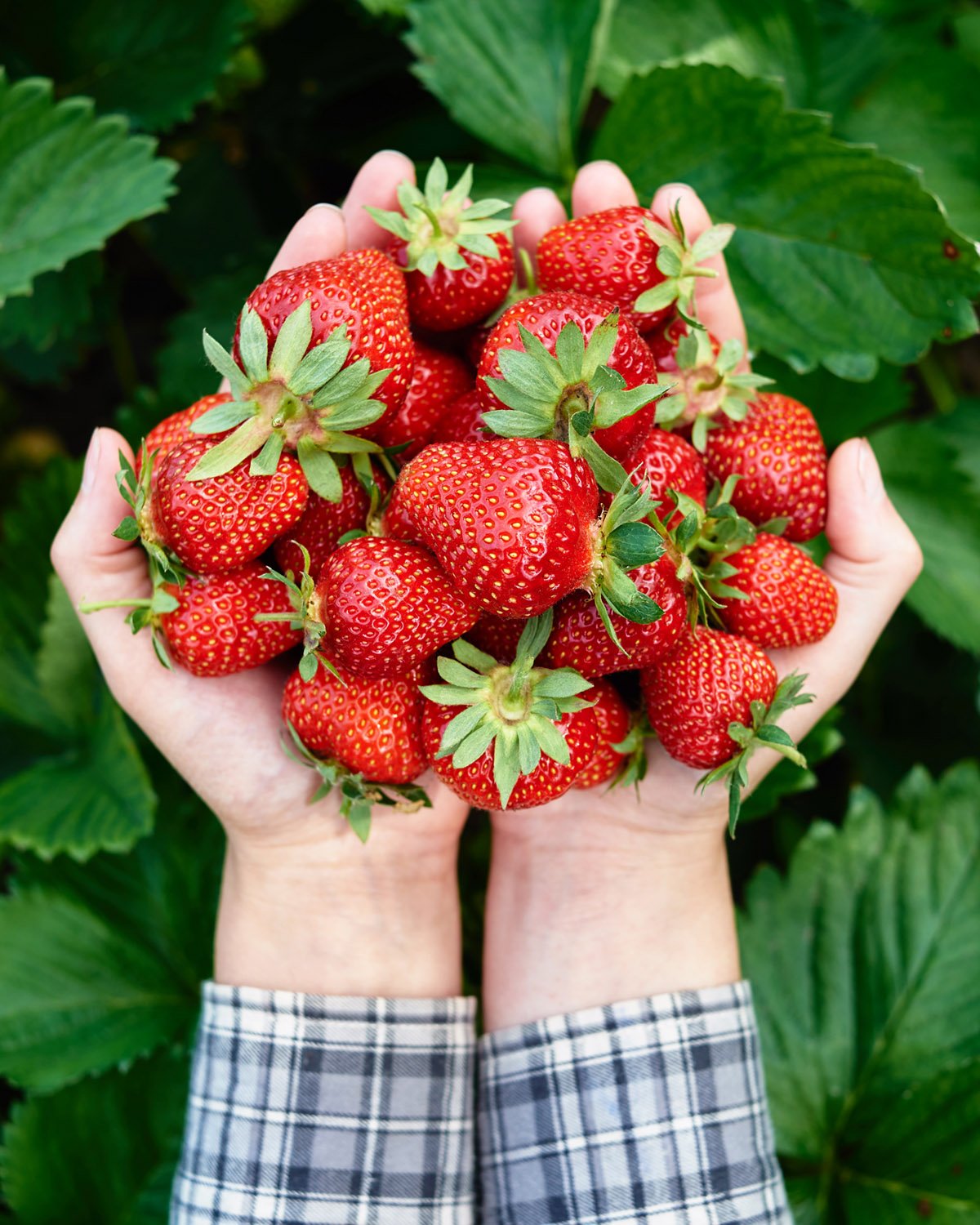Closeup of woman's hands holding freshly picked strawberries in garden