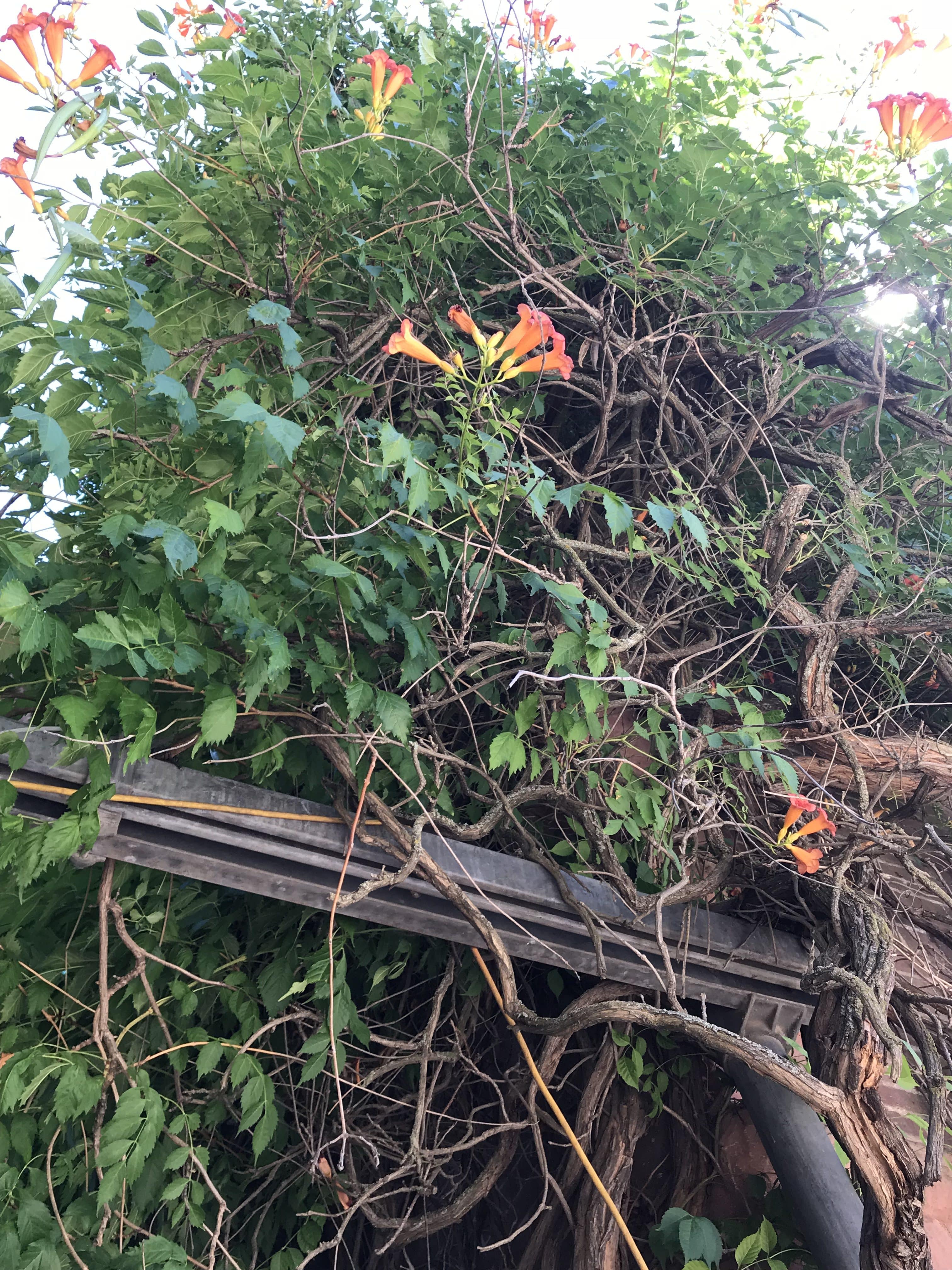 honeysickle vines climbing the Preston Castle courtyard