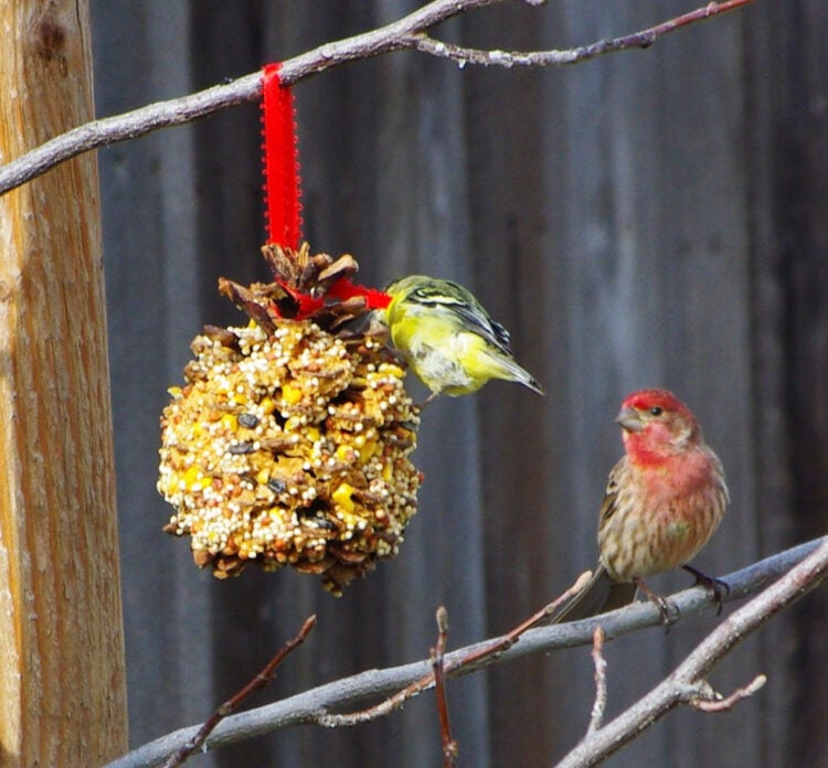 two red and yellow birds enjoying bird seed feeder 