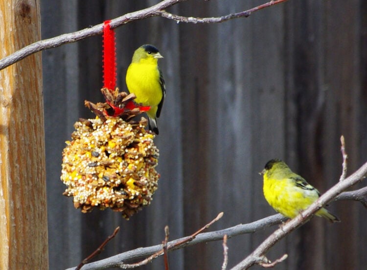 Two yellow birds with homemade DIY pine cone bird feeder on tree