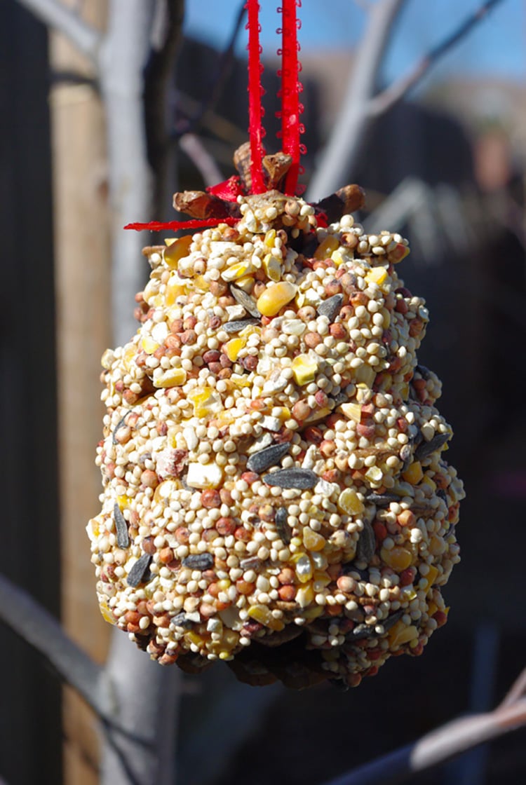 Close up of birdseed-covered pine cone for bird feeder hanging in tree