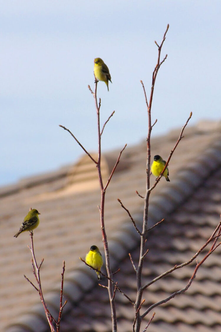 yellow birds sitting in tree above houses
