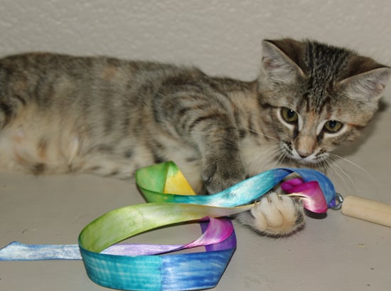 cat playing with colorful ribbon toy 