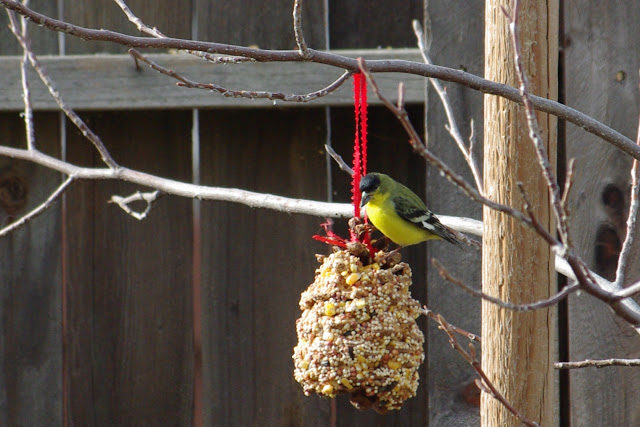 bird eating seed from bird feeder