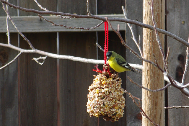bird eating seed from bird feeder
