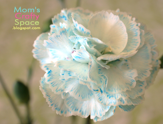 24 Blue Carnation Stem by Bloom Room