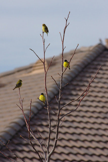 birds sitting in tree above houses