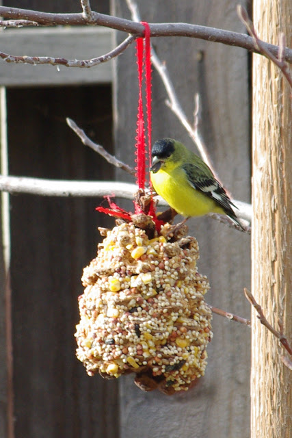 yellow bird sitting on top of bird feeder