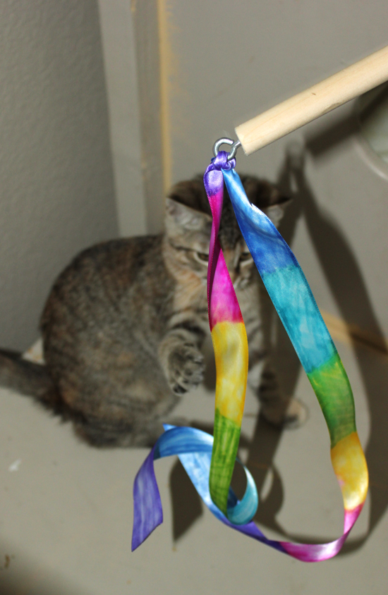 kitty playing with tie dye cat toy 