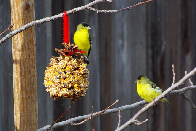 birds flitting to homemade bird feeders